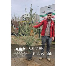 Empressco 6 Yaş Bursa Gemlik Trilye Zeytin Fidanı Saksılı Büyük Boy