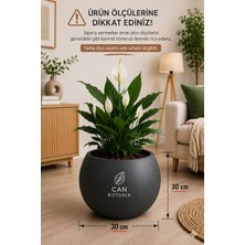 Empressco Yuvarlak Saksı Salon Saksı 30 cm Boş Saksı Plastik Çiçek Saksısı Saksı Küre Saksı Antrasit - Fiyatı, Yorumları