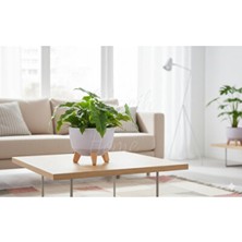 Empressco Modern Stick Line Bambu Ayaklı Saksı Akıllı Altlıklı 23X19 cm 5 Litre