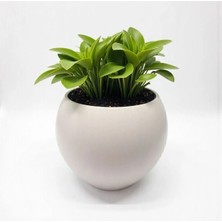 Empressco Küre Saksı Modern Dekoratif Plastik Saksı 7,5 Litre (Içsiz) - Fiyatı, Yorumları