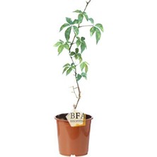 Empressco Saksılı Amerikan Sarmaşığı Fidanı, Çit Sarmaşık 60-80 cm