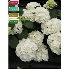 Empressco Beyaz Ortanca Çiçeği, Saksılı 30-40 cm Boy Bol Dallı