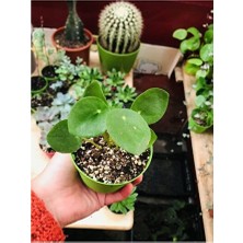 Empressco Pilea Bitkisi Salon Bitkisi 8cmlik Saksıda
