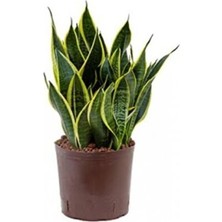 Empressco Paşa Kılıcı, Peygamber Kılıcı 30-35 cm Boy Saksılı