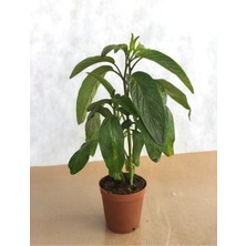 Empressco Videolu Pepino Meyve Fidesi (40 60 Cm)1 Adet Saksılı Bahçe Balkon Bitkisi Solanum Muricatum - Fiyatı, Yorumları