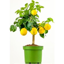 Empressco Bodur Limon Iç,dış Mekan Saksılı 50-60 cm Yediveren - Fiyatı, Yorumları