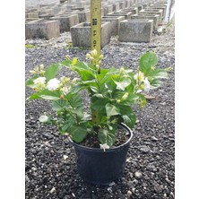 Empressco Ful Yasemin Çiçeği 1 Adet Kokulu Sarmaşık Bitki Saksılı 30-60CM - Fiyatı, Yorumları