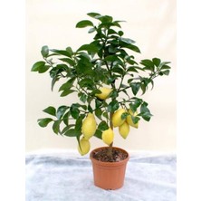 Empressco Ev Limon Bodur Yediveren 3 Yaş Limon Fidanı Saksılı( Begenmezseniz Paraniz Iade) - Fiyatı, Yorumları