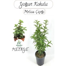 Empressco Kokulu Melisa Çiçeği Saksılı 30-50CM +Yeşim Para Çiçeği Hediye - Fiyatı, Yorumları