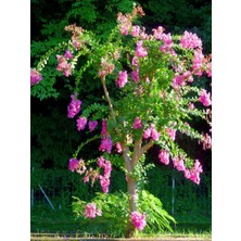 Empressco Videolu Pembe Oya Ağacı Fidanı 1 Adet Saksılı Dış Mekan Bitkisi (Lagerstroemia Indica ) - Fiyatı, Yorumları