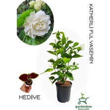 Empressco Yoğun Kokulu Katmerli Ful Yasemin Çiçeği 1 Adet Saksılı 40-60CM(JASMINUM Sambac) - Fiyatı, Yorumları