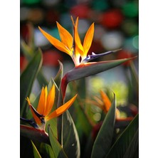 Empressco Videolu Starliçe Cennet Kuşu Çiçeği Turna Gagası 1 Adet Saksılı Iç Mekan Ofis Bitkisi (Strelitzia) - Fiyatı, Yorumları