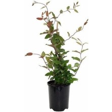 Empressco Hanımeli Çiçeği Yoğun Hoş Kokulu Saksılı (100-120 cm ) - Fiyatı, Yorumları