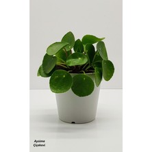 Empressco Pilea Peperomioides Çin Para Bitkisi - Fiyatı, Yorumları