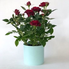 Empressco Canlı Saksılı Yediveren Bodur Kırmızı Gül Fidanı (Salon Gülü) - Fiyatı, Yorumları