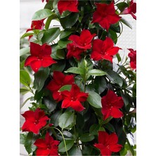 Empressco Kırmızı Mandevilla Sarmaşık Bitkisi 30–60 cm Saksıda Gösterişli Çiçekli Tırmanıcı - Fiyatı, Yorumları