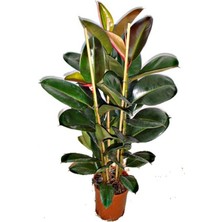 Empressco Videolu Kauçuk Bitkisi 1 Adet Saksılı 60-80 cm Iç Mekan Salon Bitkisi (Ficus Elastica) - Fiyatı, Yorumları