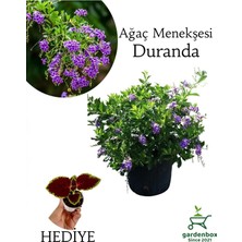 Empressco Duranda Mor Ağaç Menekşesi Çiçeği 1 Adet 30-60 cm Saksılı +Yaprak Güzeli - Fiyatı, Yorumları