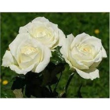 Empressco Bembeyaz Saksılı Beyaz Gül Fidanı 15-25 cm - Fiyatı, Yorumları