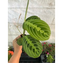 Empressco Maranta Leuconeura Lemon Lime Midi Canlı Saksıda Dua Çiçeği Iç Mekan Bitkisi - Fiyatı, Yorumları
