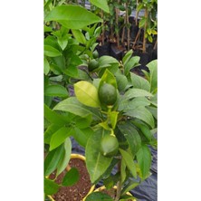 Empressco Yediveren Limon Ağacı