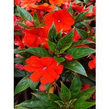 Empressco Videolu Kırmızı Cam Güzeli Fidanı 1 Adet Saksılı 15-30 cm Yeniğine (Impatiens New Guinea) - Fiyatı, Yorumları