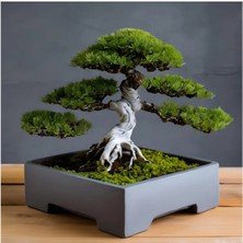 Empressco Minimalist Kare Bonsai Saksısı - Fiyatı, Yorumları