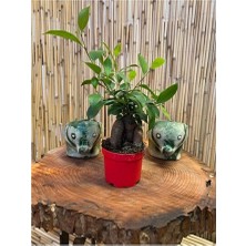 Empressco Ficus Gingseng Bonsai Ağacı Boy 20-25 cm Saksı Çapı 9,5 cm