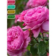 Empressco Isparta Gülü Fidanı Aşılı Rosa × Damascena, Saksıda Katmerli, Yoğun Kokulu, Gösterişli - Fiyatı, Yorumları