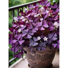 Empressco Mor Süs Yoncası (Oxalis Triangularis) 20–30 cm Iç Mekan Dekoratif Saksı Bitkisi - Fiyatı, Yorumları