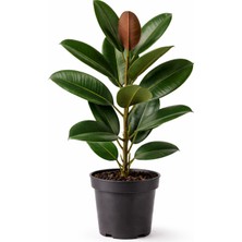 Empressco 60-80 cm Kauçuk Çiçeği Ficus Elastica – Üretim Saksılı Büyük Yapraklı Salon Bitkisi - Fiyatı, Yorumları