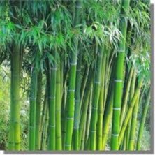 Empressco 5 Adet Yeşil Bambu Ağaç Tohumu Orjinal Moso Bambu Tohumu Saksı Toprak Sürpriz Hediye Sebze Tohumu - Fiyatı, Yorumları