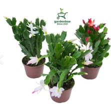 Empressco Farklı Renklerde 3 Adet Saksılı 10-20CM Yılbaşı Çiçeği Kaktüsü Iç Mekan Çiçeği - Fiyatı, Yorumları
