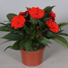 Empressco Videolu Kırmızı Cam Güzeli Fidanı 1 Adet Saksılı 20-40CM Iç Mekan Ev Bitkisi(Impatiens Walleriana) - Fiyatı, Yorumları