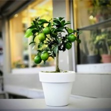 Empressco Salon ve Ev Için Limon Fidanı Tam Bodur Saksılı - Fiyatı, Yorumları