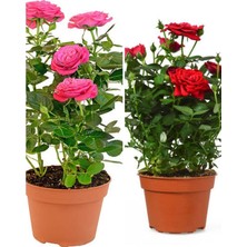 Empressco Videolu Yediveren 1 Adet Kırmızı Gül 1 Adet Pembe Gül Fidanı 35-60 cm Saksılı/tüplü - Fiyatı, Yorumları