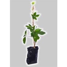Empressco Amerikan Sarmaşığı Fidanı Saksılı 100 120CM - Fiyatı, Yorumları