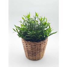 Empressco Frıdfull Hasır Saksı 12 cm - Su Sümbülü - Fiyatı, Yorumları