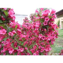 Empressco Filbahri Çiçeği Fidanı Bol Kokulu Saksılı (Pembe) - Fiyatı, Yorumları