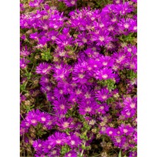 Empressco Videolu Acem Halısı (5 15 Cm)30 Adet Saksılı/ Tüplü Çiçekli Bodur Bitki Drosanthemum Floribundum - Fiyatı, Yorumları