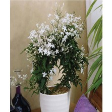 Empressco Çok Avantajlı Çin Yasemini Kokulu Beyaz Renkli (30 60CM) Jasminum Polyanthum - Fiyatı, Yorumları