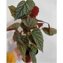 Empressco Videolu Çiçekli Çilli Begonya 1 Adet Saksılı 20-30CM Iç Mekan Ev Salon Bitkisi(Begonia Corallina) - Fiyatı, Yorumları