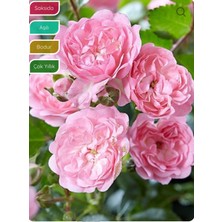Empressco Minyatür Gül Fidanı Rosa Polyantha The Fairy, 20-40 Cm, Saksıda - Fiyatı, Yorumları