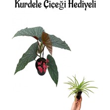 Empressco Çiçekli Çilli Begonya Çiçeği Sevgililer Gününe Özel Kurdele Çiçeği Hediyeli - Fiyatı, Yorumları