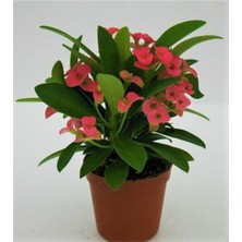Empressco Euphorbia Milii,,dikenler Tacı Pembe Renk Ithal Kaktüs Ev Ofis Iç Mekan Bitkisi 12 cm Büyük Saksıda - Fiyatı, Yorumları