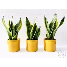 Empressco Paşa Kılıcı, Peygamber Kılıcı Mini Boy Saksı - Fiyatı, Yorumları