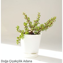 Empressco Para Çiçeği Özel Saksıda Afra Portulacaria - Fiyatı, Yorumları