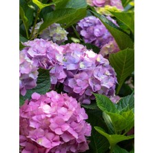 Empressco Videolu Mor 1 Adet Ortanca Fidanı Büyük Boy 30-50CM Saksılı (Azalea Seedling) - Fiyatı, Yorumları