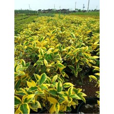 Empressco Videolu Süs Iğdesi Fidanı 1 Adet 60-80CM Saksılı (Silverberry) - Fiyatı, Yorumları