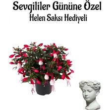 Empressco Anneler Gününe Özel Hediyelik Küpeli Çiçeği Helen Saksı Hediyeli - Fiyatı, Yorumları